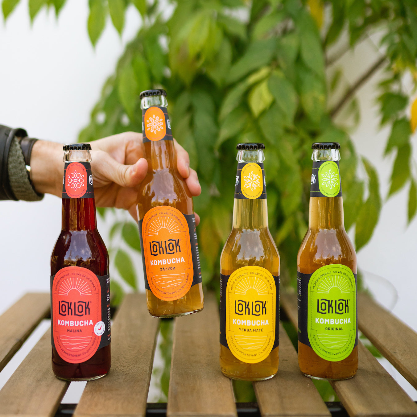 12x Loklok kombucha Zázvor 330ml