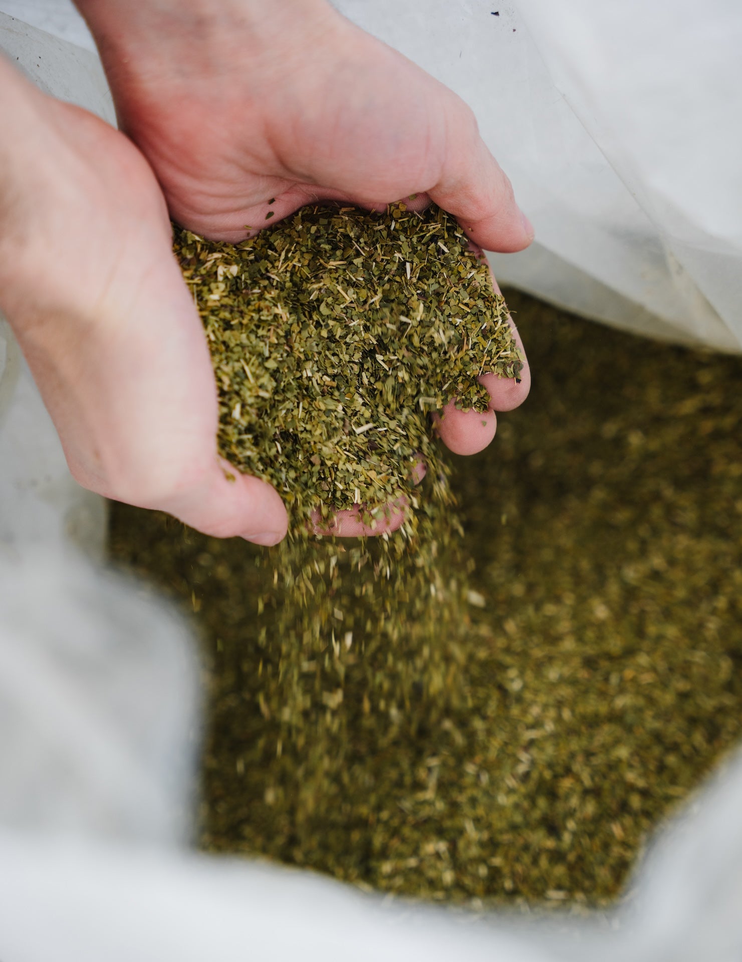 Loklok kombucha používá čaj nevyšší kvality